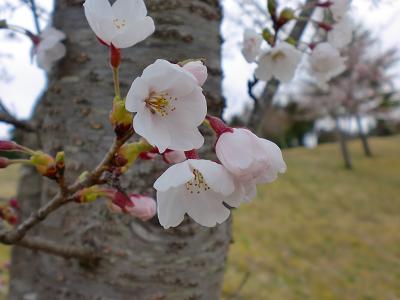 2012.04.20sakura.JPG