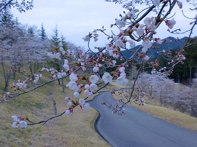 2012.04.20sakura3.JPG